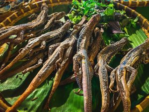 Món ngon từ con dông cát